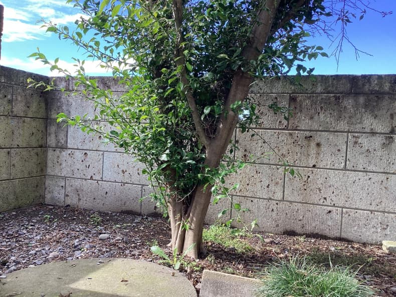 自宅庭の木類伐採及び処分作業前