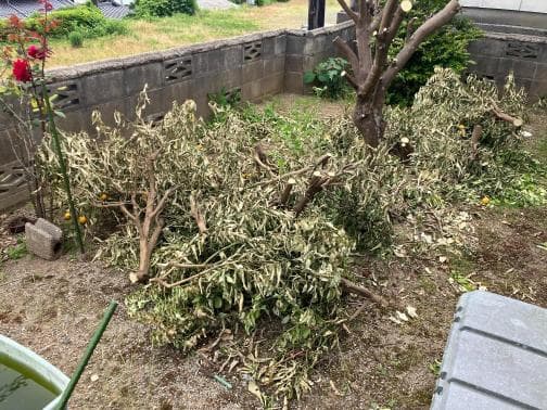松江市の枝木回収の作業前