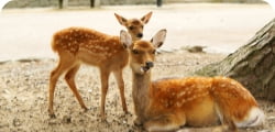 奈良県エリア