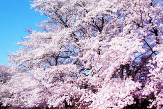 広島市南区特長