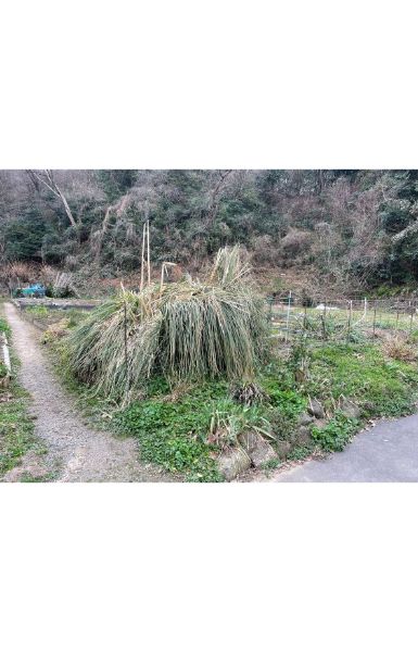 借地返却に伴う木・草の撤去の作業後