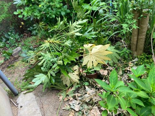 松江市の枝木回収の作業前