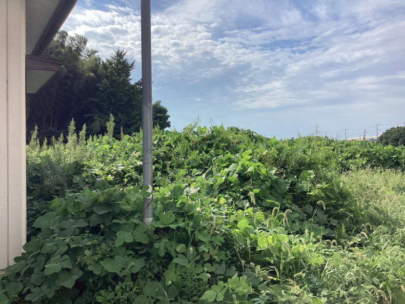 田畑の除草作業前