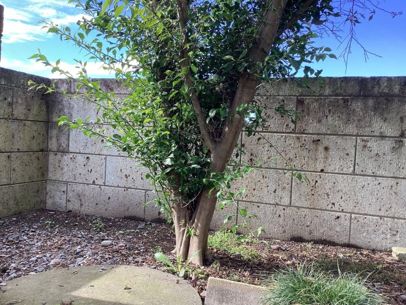 自宅庭の木類伐採及び処分作業前