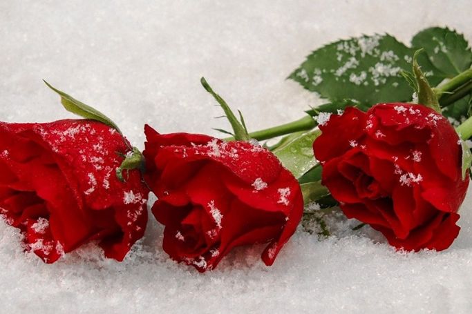 優良な不用品回収業者の選び方